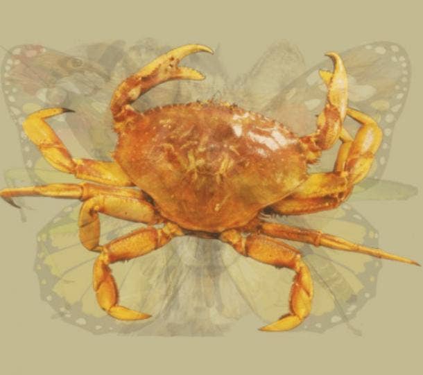 Kepiting